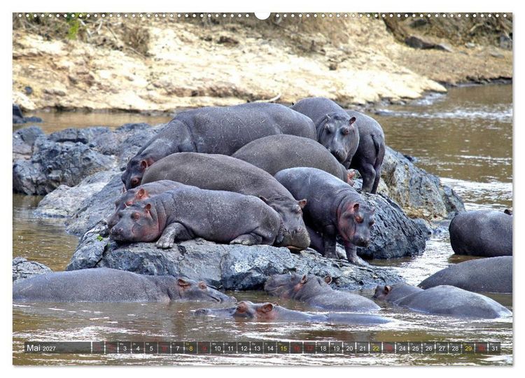 Produktbild: Hippos - Begegnungen in Afrika (hochwertiger Premium Wandkalender 2027 DIN A2 quer), Kunstdruck in Hochglanz