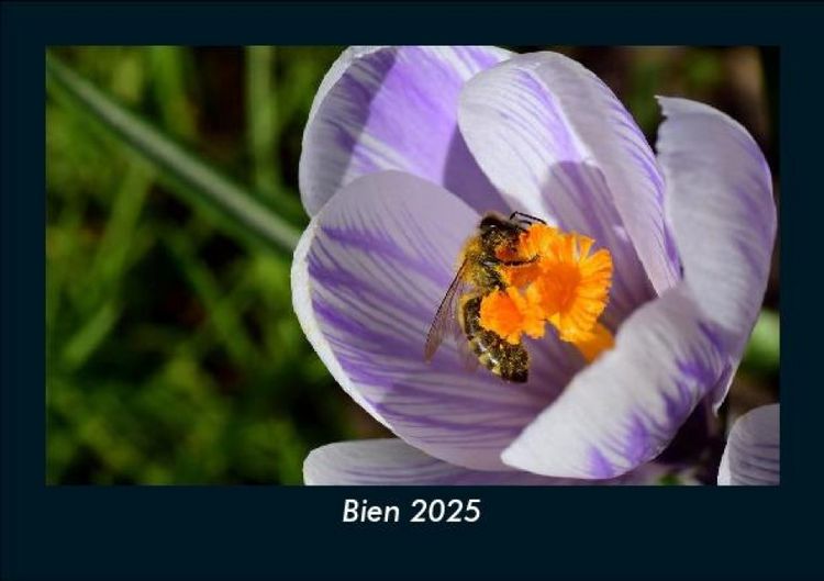 Produktbild: Bien 2025 Fotokalender DIN A5