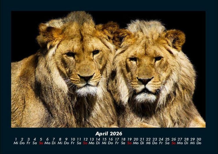 Produktbild: Tiere in der Wildnis 2026 Fotokalender DIN A4