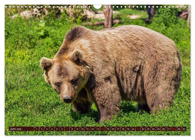 Produktbild: B&auml;ren. Kraftpakete auf leisen Sohlen (Wandkalender 2026 DIN A3 quer), CALVENDO Monatskalender