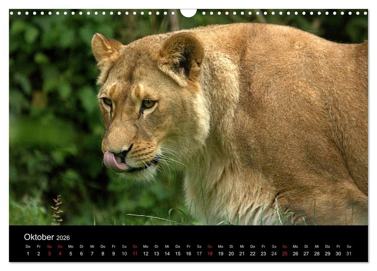 Produktbild: L&ouml;wen (Wandkalender 2026 DIN A3 quer), CALVENDO Monatskalender