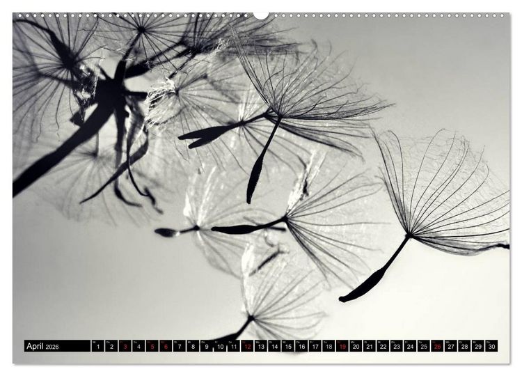 Produktbild: Pusteblume - Impressionen in schwarzwei&szlig; (Wandkalender 2026 DIN A2 quer), CALVENDO Monatskalender