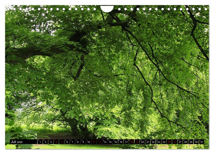 Produktbild: Die S&uuml;ntelbuchenallee (Wandkalender 2026 DIN A4 quer), CALVENDO Monatskalender