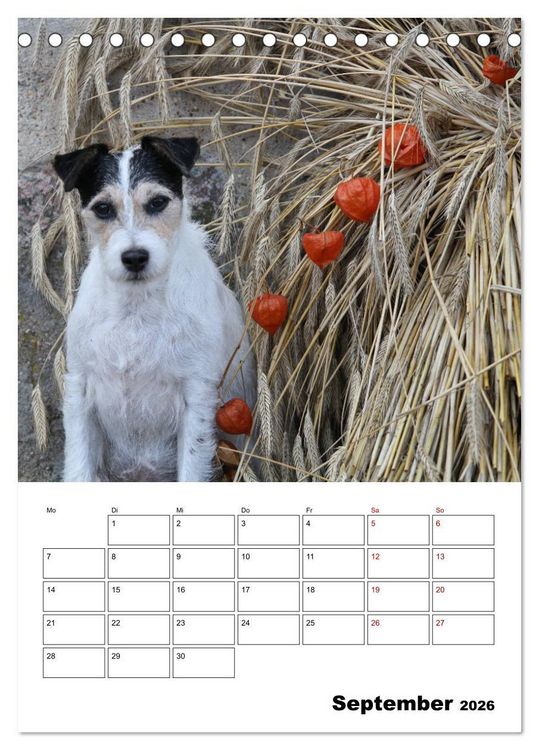 Produktbild: Tender Fellows - Parson Russell Terrier (Tischkalender 2026 DIN A5 hoch), CALVENDO Monatskalender