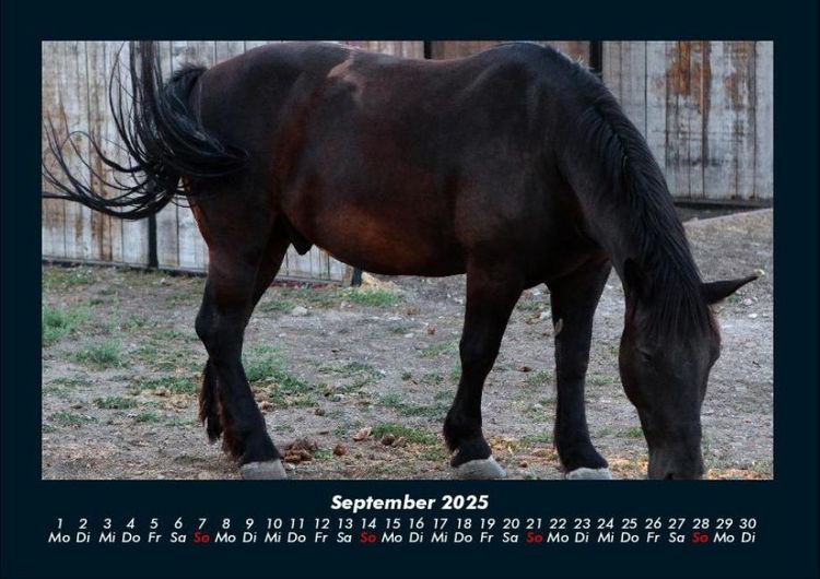 Produktbild: Pferdegefl&uuml;ster 2025 Fotokalender DIN A4