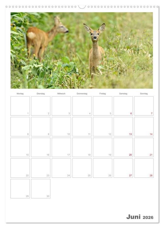 Produktbild: Rehe & Co / Planer (Wandkalender 2026 DIN A2 hoch), CALVENDO Monatskalender