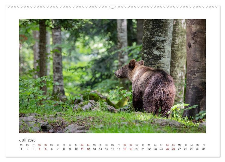 Produktbild: Slowenien - Wilde B&auml;ren und zauberhafte Natur (hochwertiger Premium Wandkalender 2026 DIN A2 quer), Kunstdruck in Hochglanz