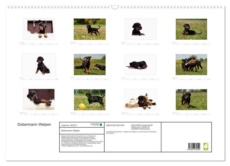 Produktbild: Dobermann Welpen (Wandkalender 2026 DIN A2 quer), CALVENDO Monatskalender