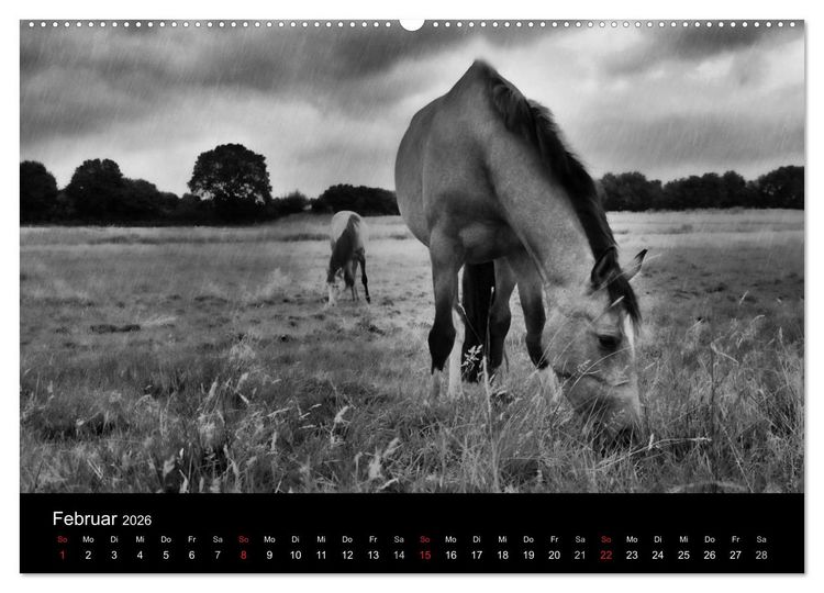 Produktbild: Pferde 2026 Wild Thing (Wandkalender 2026 DIN A2 quer), CALVENDO Monatskalender
