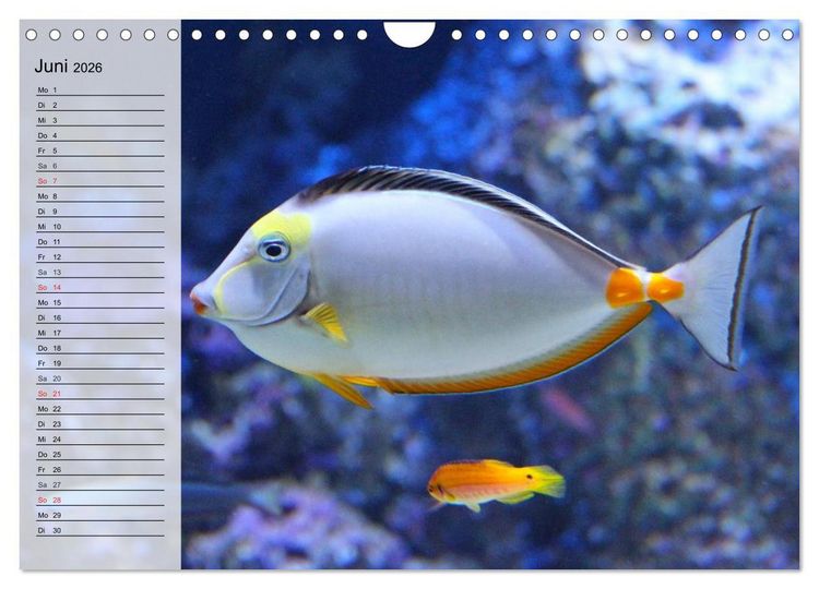 Produktbild: Paradiese im ewigen Blau. Die bunte Unterwasserwelt (Wandkalender 2026 DIN A4 quer), CALVENDO Monatskalender