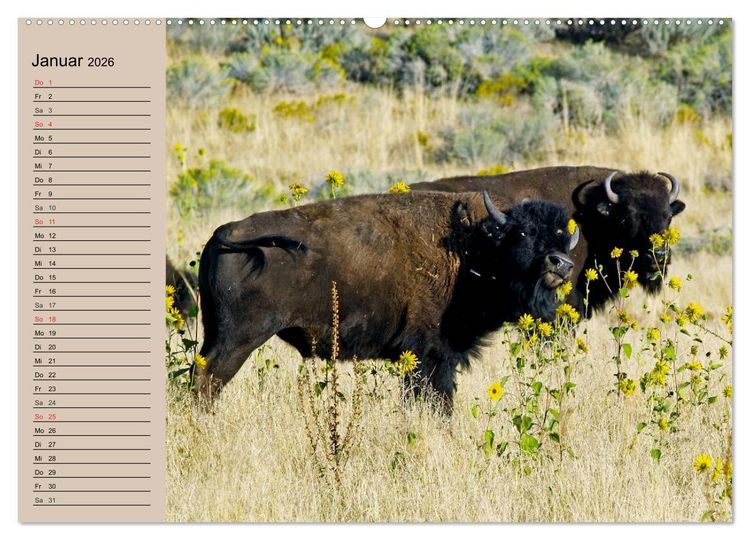 Produktbild: B&uuml;ffel. Wisent und Bison (Wandkalender 2026 DIN A2 quer), CALVENDO Monatskalender