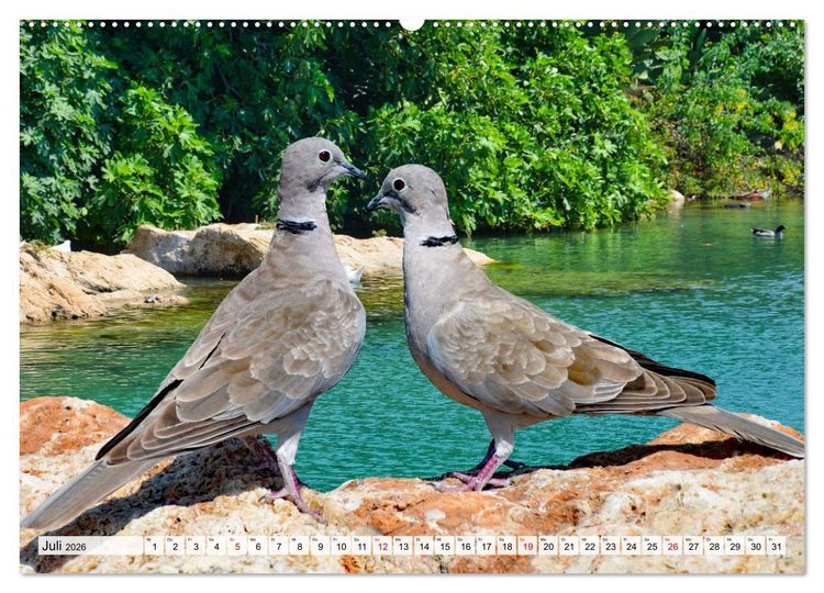 Produktbild: Wer gurrt denn da? (Wandkalender 2026 DIN A2 quer), CALVENDO Monatskalender