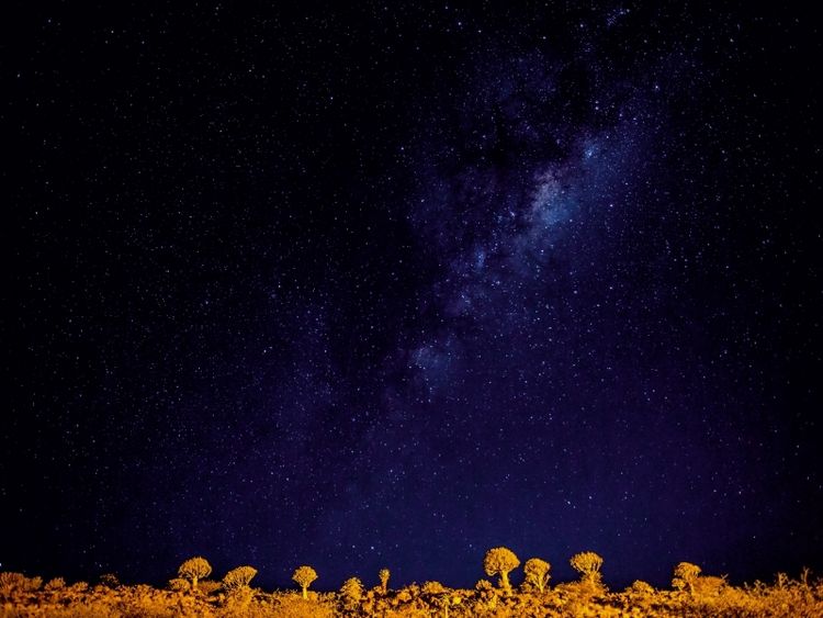 Produktbild: CALVENDO Puzzle K&ouml;cherbaumwald bei Nacht | 1000 Teile Lege-Gr&ouml;&szlig;e 64x48cm Foto-Puzzle f&uuml;r gl&uuml;ckliche Stunden