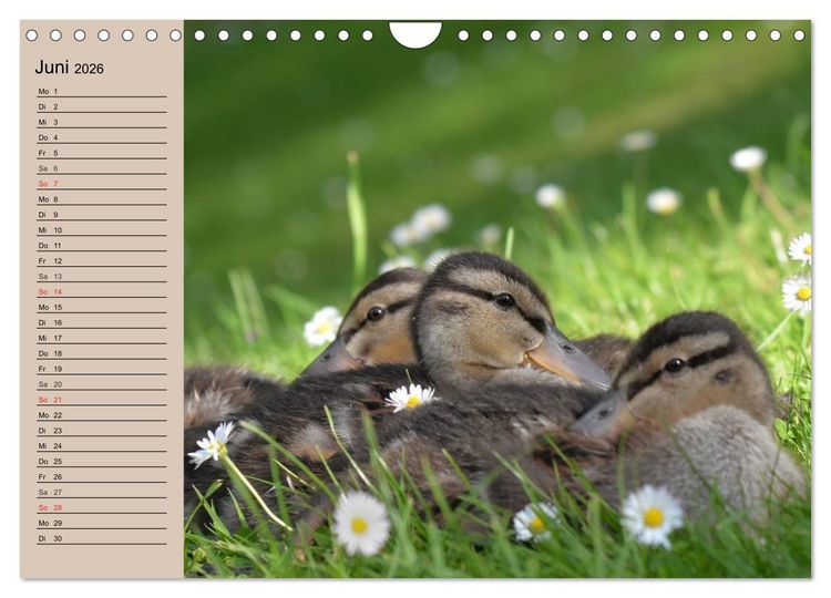 Produktbild: G&auml;nse und Enten. Schnattern, watscheln, quaken! (Wandkalender 2026 DIN A4 quer), CALVENDO Monatskalender