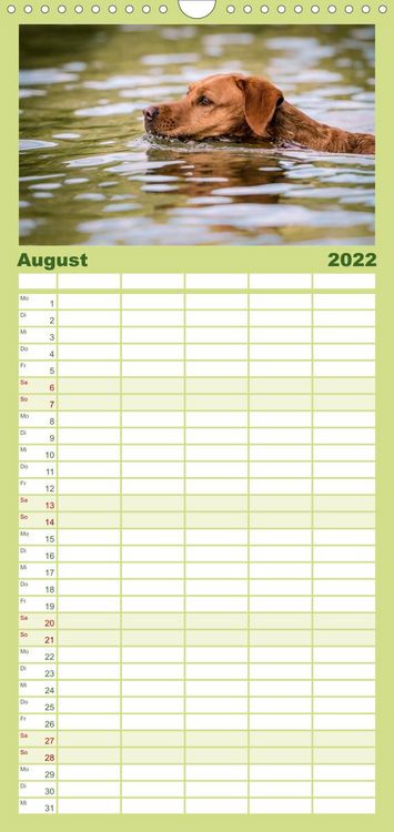 Produktbild: Familienplaner Labrador Trio - 3 Farben, 3 Freunde (Wandkalender 2022 , 21 cm x 45 cm, hoch)