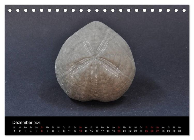 Produktbild: Fossilien - Zeugen der Urzeit (Tischkalender 2026 DIN A5 quer), CALVENDO Monatskalender