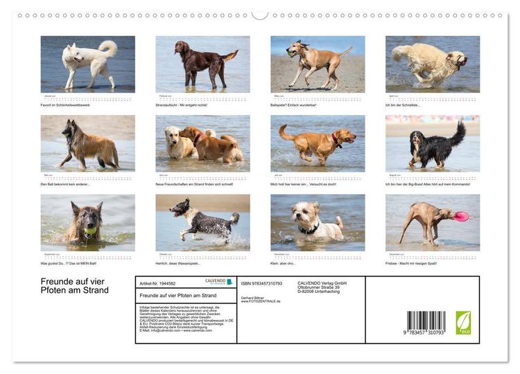 Produktbild: Freunde auf vier Pfoten am Strand (hochwertiger Premium Wandkalender 2026 DIN A2 quer), Kunstdruck in Hochglanz