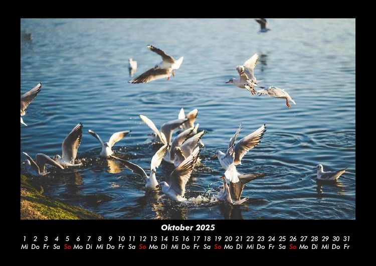 Produktbild: M&ouml;wen 2025 Fotokalender DIN A3