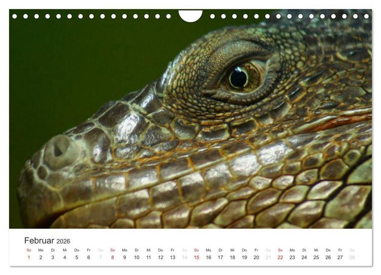 Produktbild: Das Leben der Reptilien (Wandkalender 2026 DIN A4 quer), CALVENDO Monatskalender