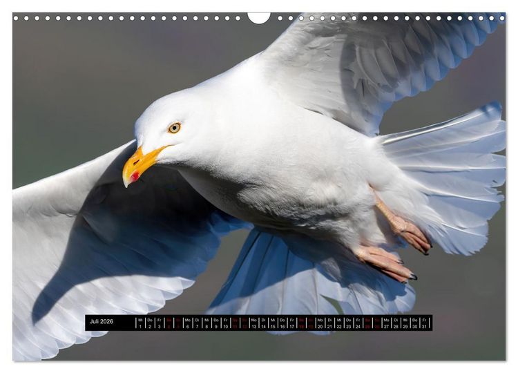 Produktbild: V&ouml;gel auf Island (Wandkalender 2026 DIN A3 quer), CALVENDO Monatskalender