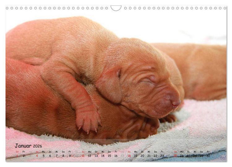 Produktbild: Magyar Vizsla - pure Lebensfreude (Wandkalender 2026 DIN A3 quer), CALVENDO Monatskalender