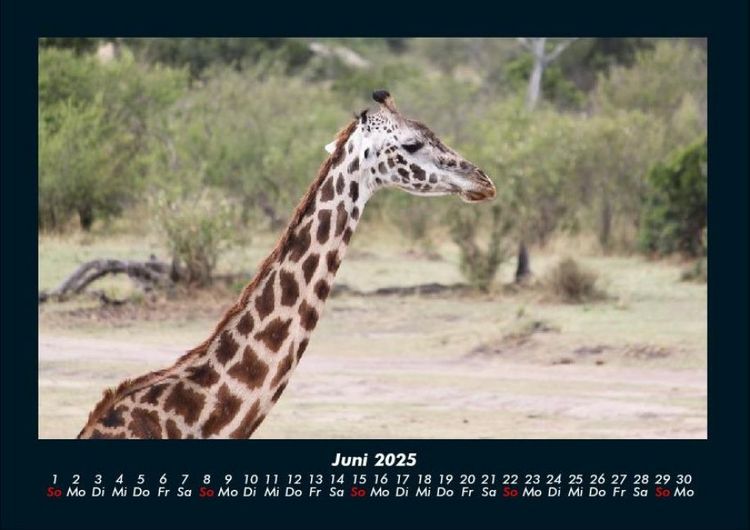 Produktbild: Giraffen 2025 Fotokalender DIN A4