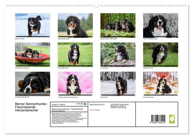 Produktbild: Berner Sennenhunde - Faszinierende Herzensbrecher (hochwertiger Premium Wandkalender 2026 DIN A2 quer), Kunstdruck in Hochglanz