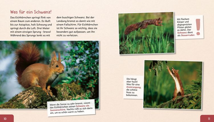 Produktbild: Meine gro&szlig;e Tierbibliothek: Das Eichh&ouml;rnchen