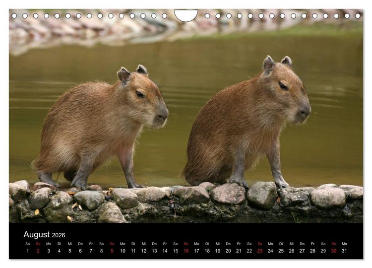 Produktbild: Zoo-Kinder (Wandkalender 2026 DIN A4 quer), CALVENDO Monatskalender