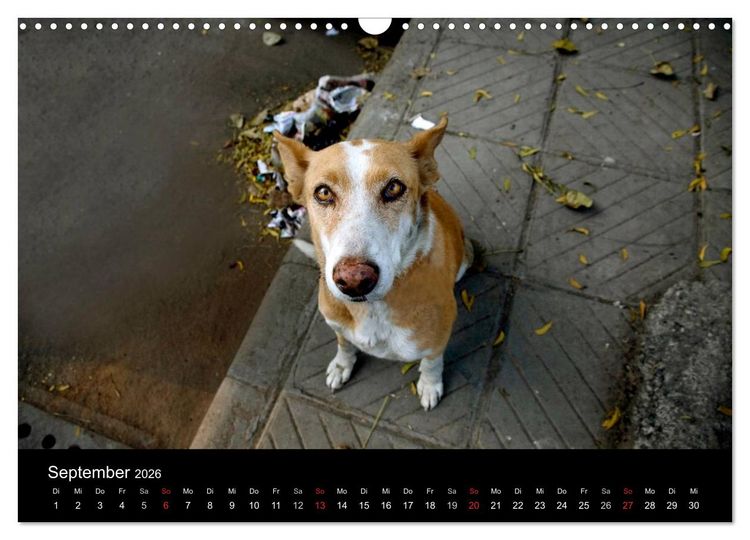 Produktbild: Stra&szlig;enhunde (Wandkalender 2026 DIN A3 quer), CALVENDO Monatskalender