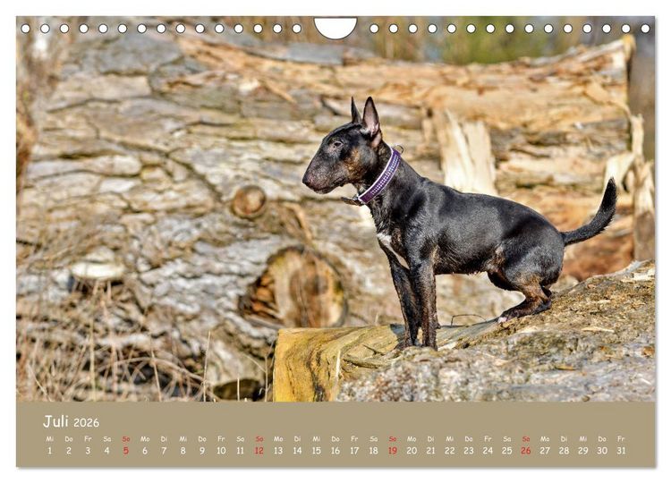 Produktbild: Einmal Bullterrier - immer Bullterrier (Wandkalender 2026 DIN A4 quer), CALVENDO Monatskalender