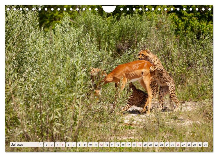Produktbild: Afrikas wilde Katzen (Wandkalender 2026 DIN A4 quer), CALVENDO Monatskalender