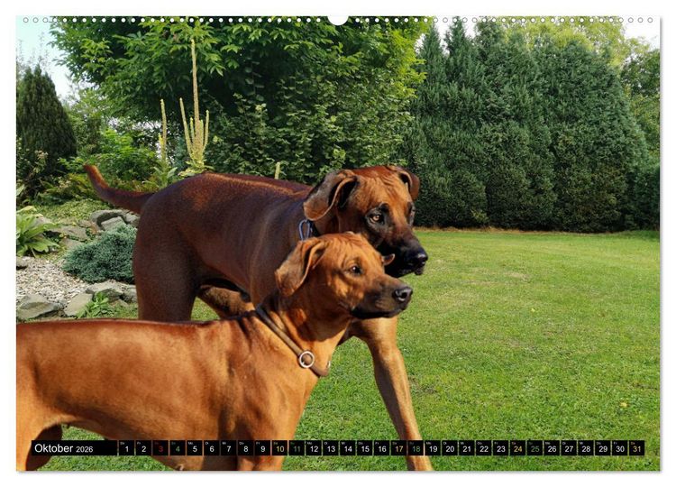 Produktbild: Rhodesian Ridgeback - Ausdrucksstarke Gesichter (hochwertiger Premium Wandkalender 2026 DIN A2 quer), Kunstdruck in Hochglanz