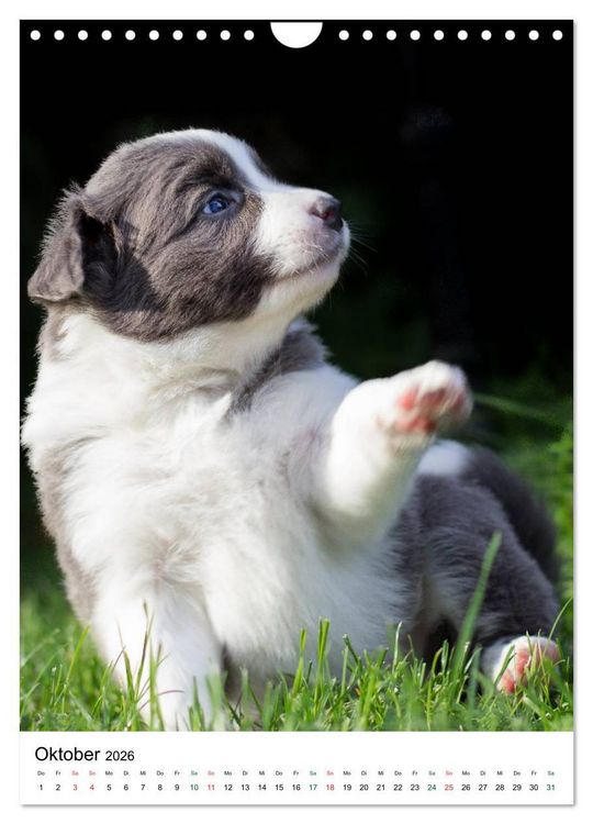 Produktbild: Border Collie Zuckerschnuten (Wandkalender 2026 DIN A4 hoch), CALVENDO Monatskalender