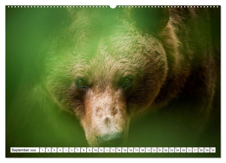 Produktbild: Emotionale Momente: Raubtiere in Deutschland (hochwertiger Premium Wandkalender 2026 DIN A2 quer), Kunstdruck in Hochglanz