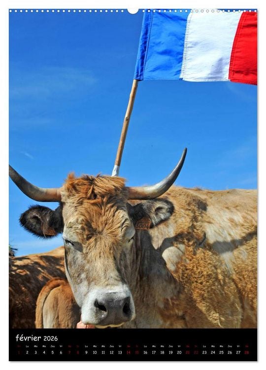 Produktbild: Vaches d'Aubrac (Calendrier mural 2026 DIN A2 horizontal) calendrier de bureau