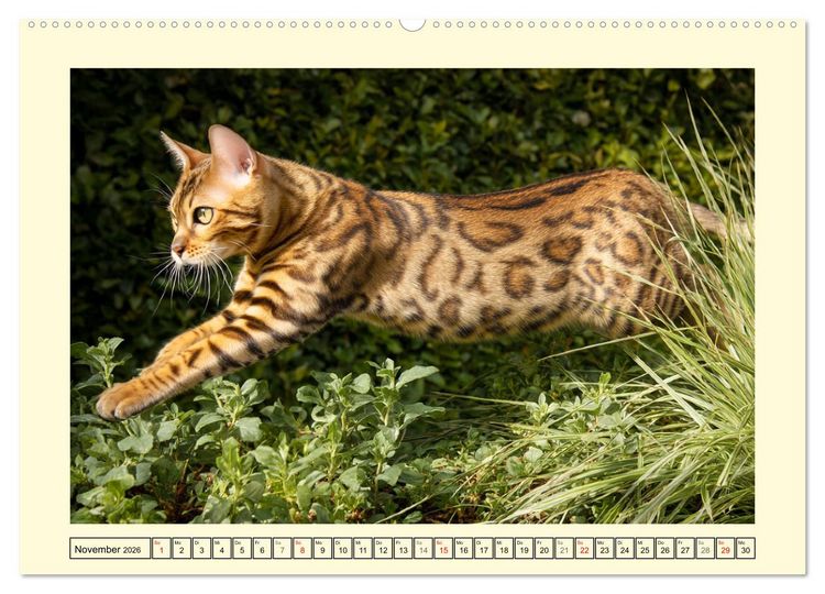Produktbild: Bengalkatzen. Der elegante Mini-Leopard im Garten (hochwertiger Premium Wandkalender 2026 DIN A2 quer), Kunstdruck in Hochglanz