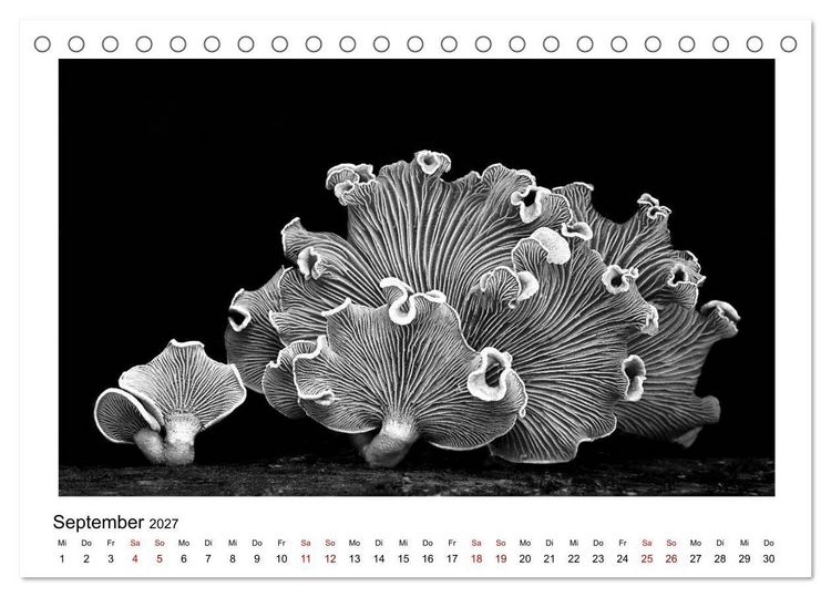 Produktbild: Die grafische Sch&ouml;nheit der Pflanzen &ndash; Schwarz-Wei&szlig; (Tischkalender 2027 DIN A5 quer), CALVENDO Monatskalender