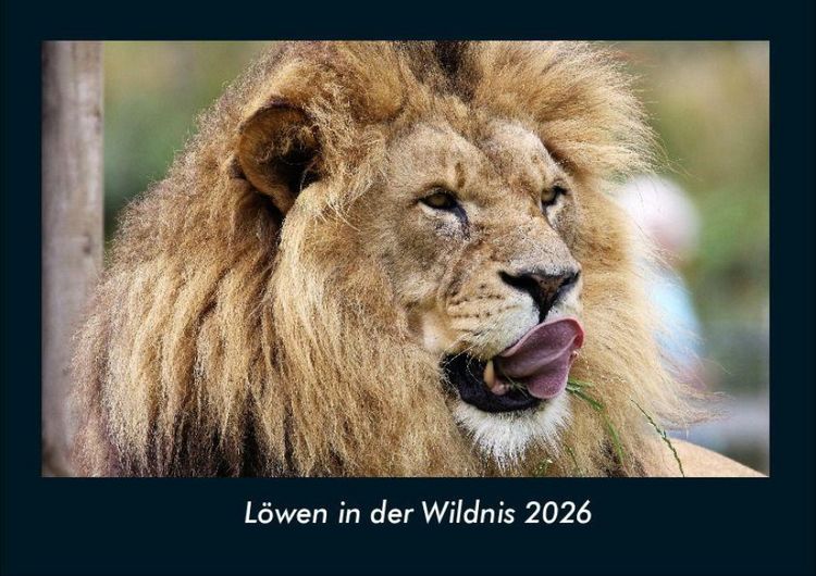 Produktbild: L&ouml;wen in der Wildnis 2026 Fotokalender DIN A4