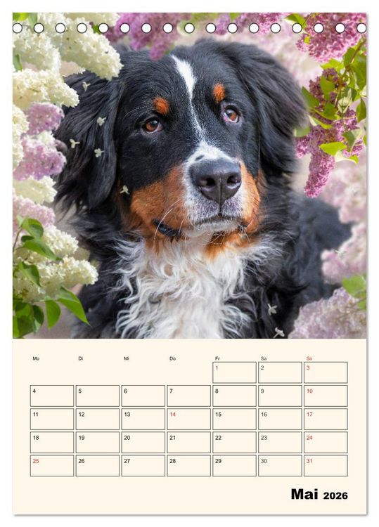 Produktbild: Traumhaft sch&ouml;n - Der Berner Sennenhund (Tischkalender 2026 DIN A5 hoch), CALVENDO Monatskalender