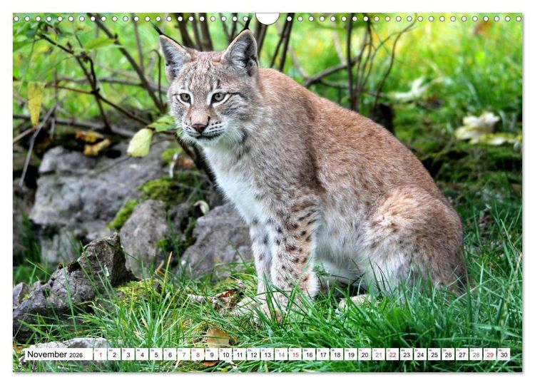 Produktbild: Der Luchs - Der J&auml;ger auf leisen Pfoten (Wandkalender 2026 DIN A3 quer), CALVENDO Monatskalender