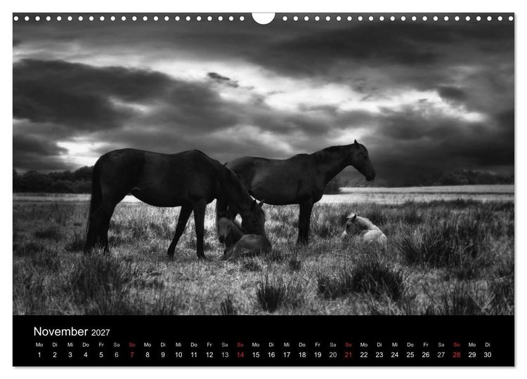 Produktbild: Pferde 2027 Wild Thing (Wandkalender 2027 DIN A3 quer), CALVENDO Monatskalender