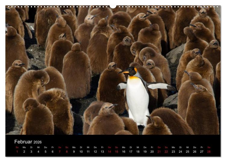Produktbild: Pinguine - sympathische Fracktr&auml;ger im eisigen S&uuml;den (Wandkalender 2026 DIN A2 quer), CALVENDO Monatskalender
