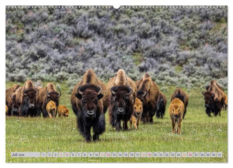 Produktbild: Bison und Wisent - Riesen mit unb&auml;ndiger Kraft (hochwertiger Premium Wandkalender 2026 DIN A2 quer), Kunstdruck in Hochglanz