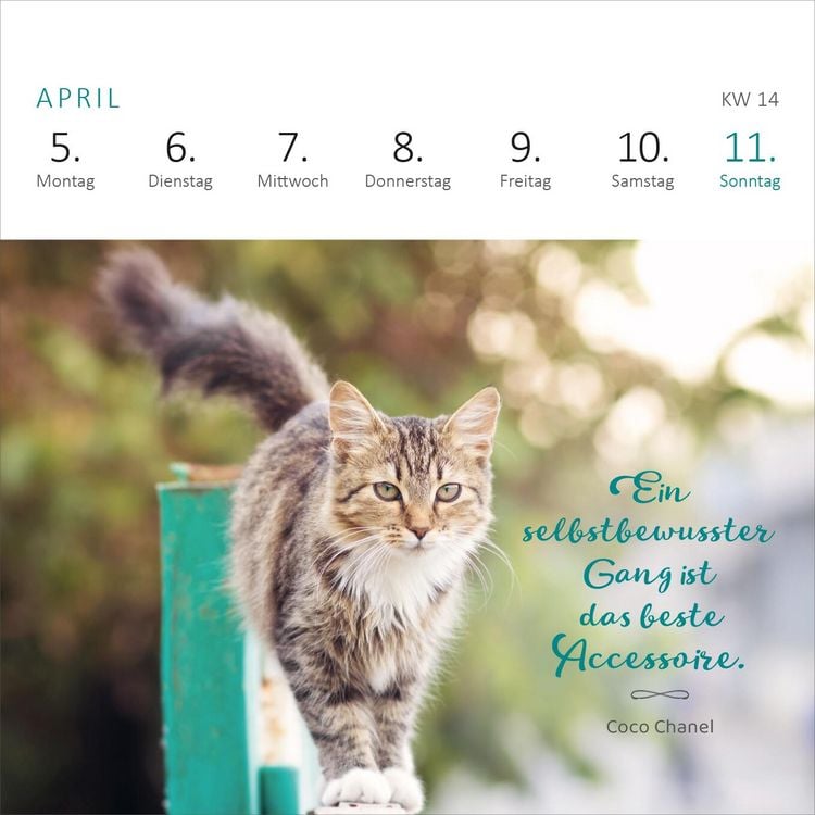 Produktbild: Mini-Wochenkalender Katzenweisheiten 2027