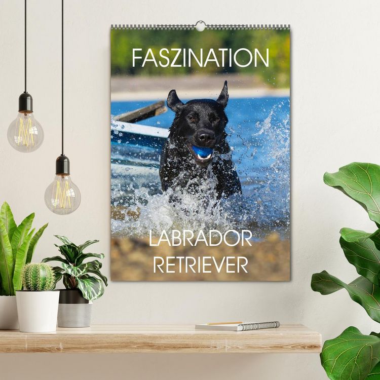 Produktbild: Faszination Labrador Retriever (Wandkalender 2026 DIN A2 hoch), CALVENDO Monatskalender