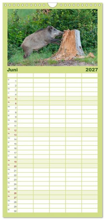 Produktbild: Familienplaner 2027 - Wildschweine &ndash; Wildlife Fotografien mit 5 Spalten (Wandkalender, 21 x 45 cm) CALVENDO