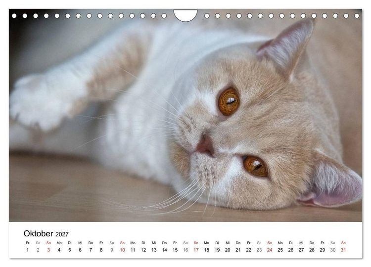 Produktbild: Rassekatzen 2027 (Wandkalender 2027 DIN A4 quer), CALVENDO Monatskalender