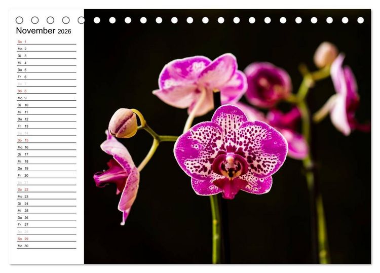 Produktbild: Bl&uuml;tenzauber Orchideen (Tischkalender 2026 DIN A5 quer), CALVENDO Monatskalender