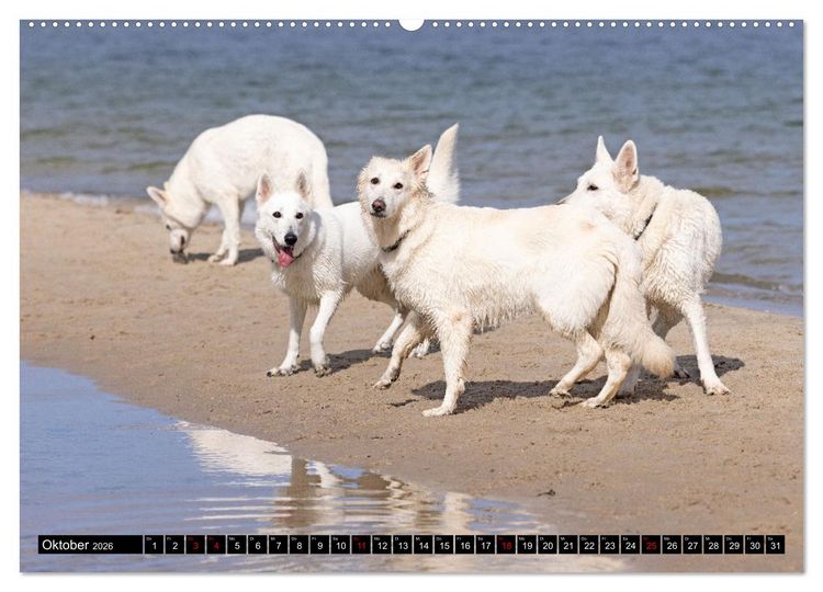 Produktbild: Berger Blanc Suisse - Weggef&auml;hrten auf 4 Pfoten (hochwertiger Premium Wandkalender 2026 DIN A2 quer), Kunstdruck in Hochglanz